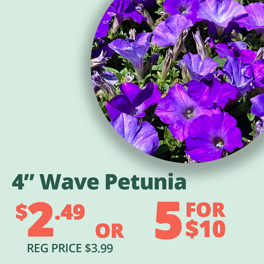 GF25_WavePetunia