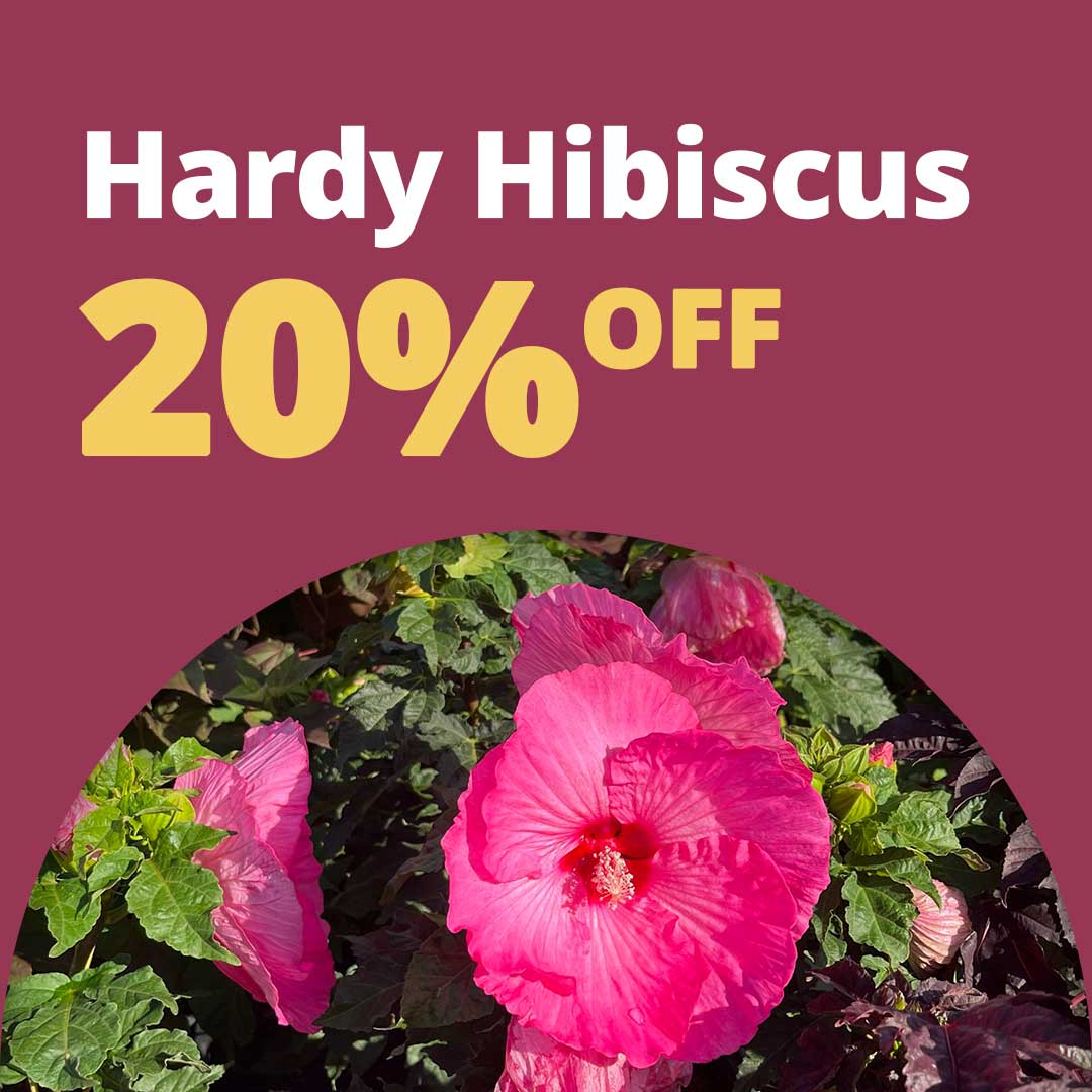 Hardy-Hib-Fall