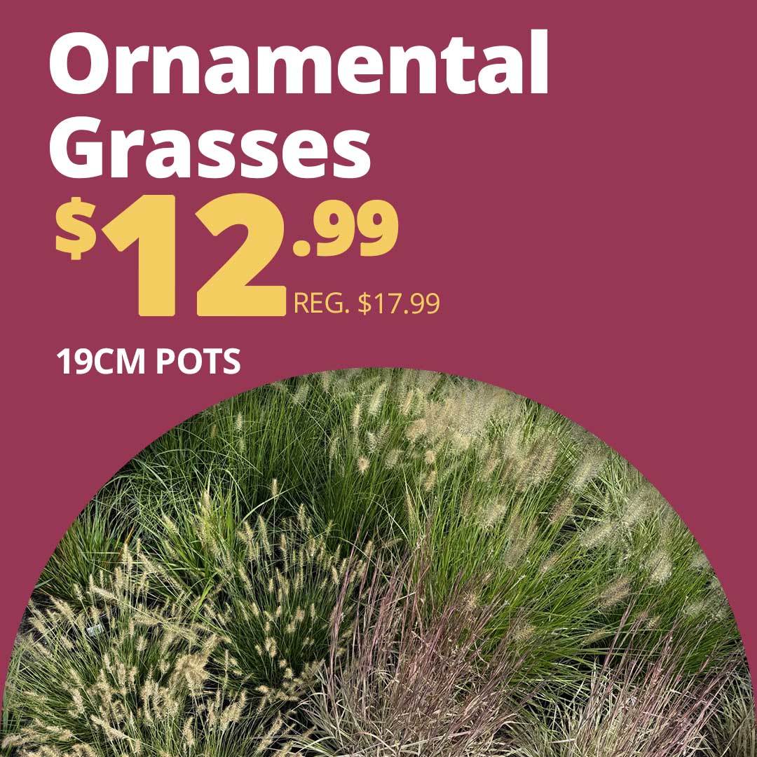 Orn-Grasses-Fall-19cm