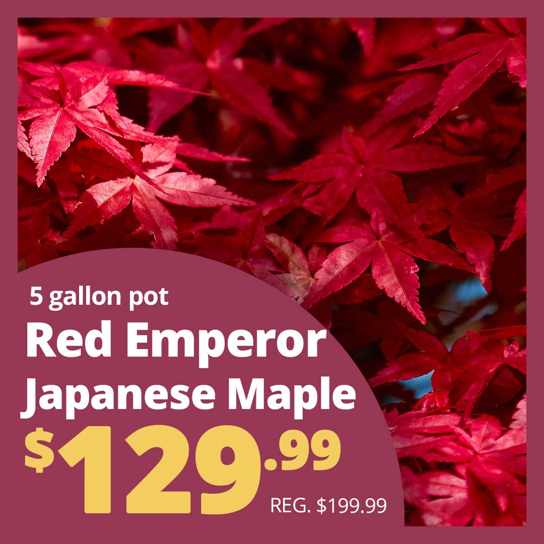 Red-Emperor