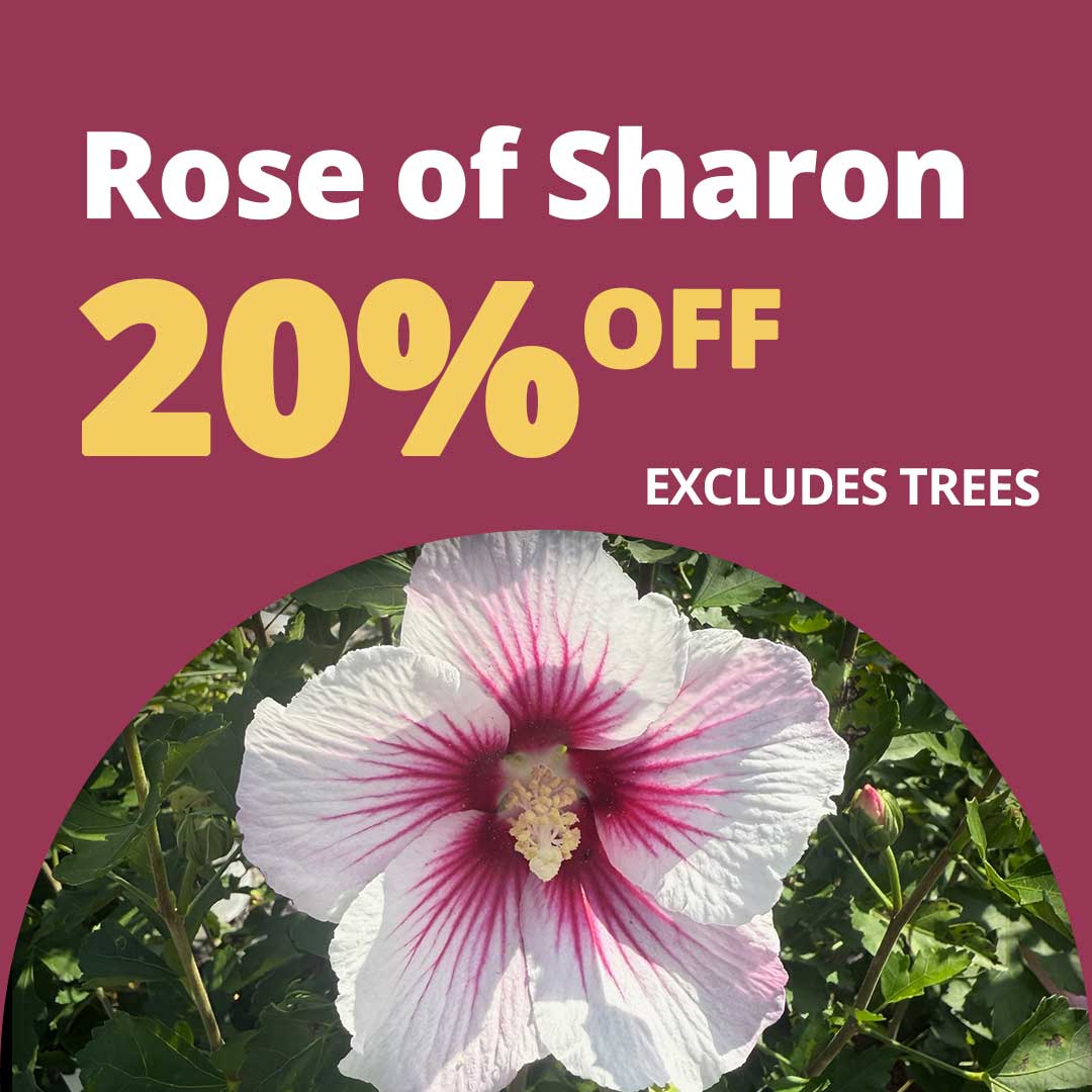 Rose-of-Sharon-Fall