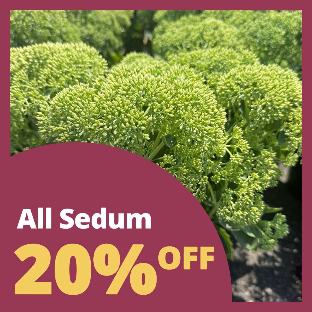 Sedum