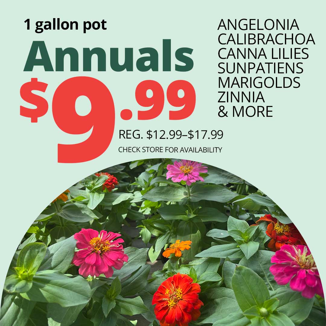 999annuals