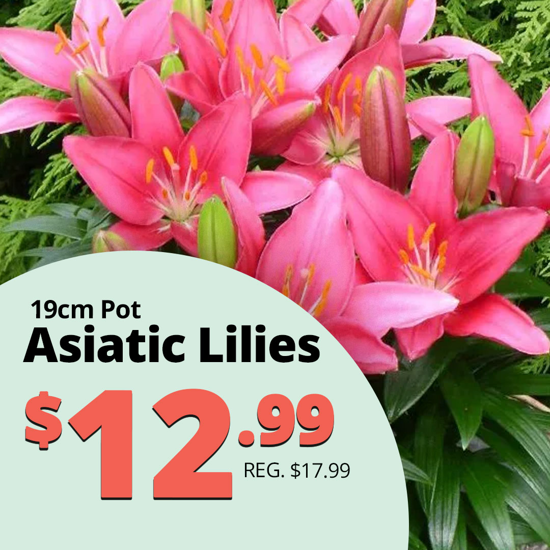 Asiatic-lilies