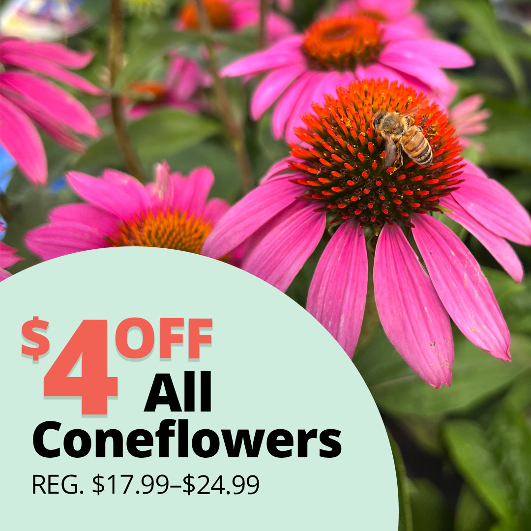 Coneflowers