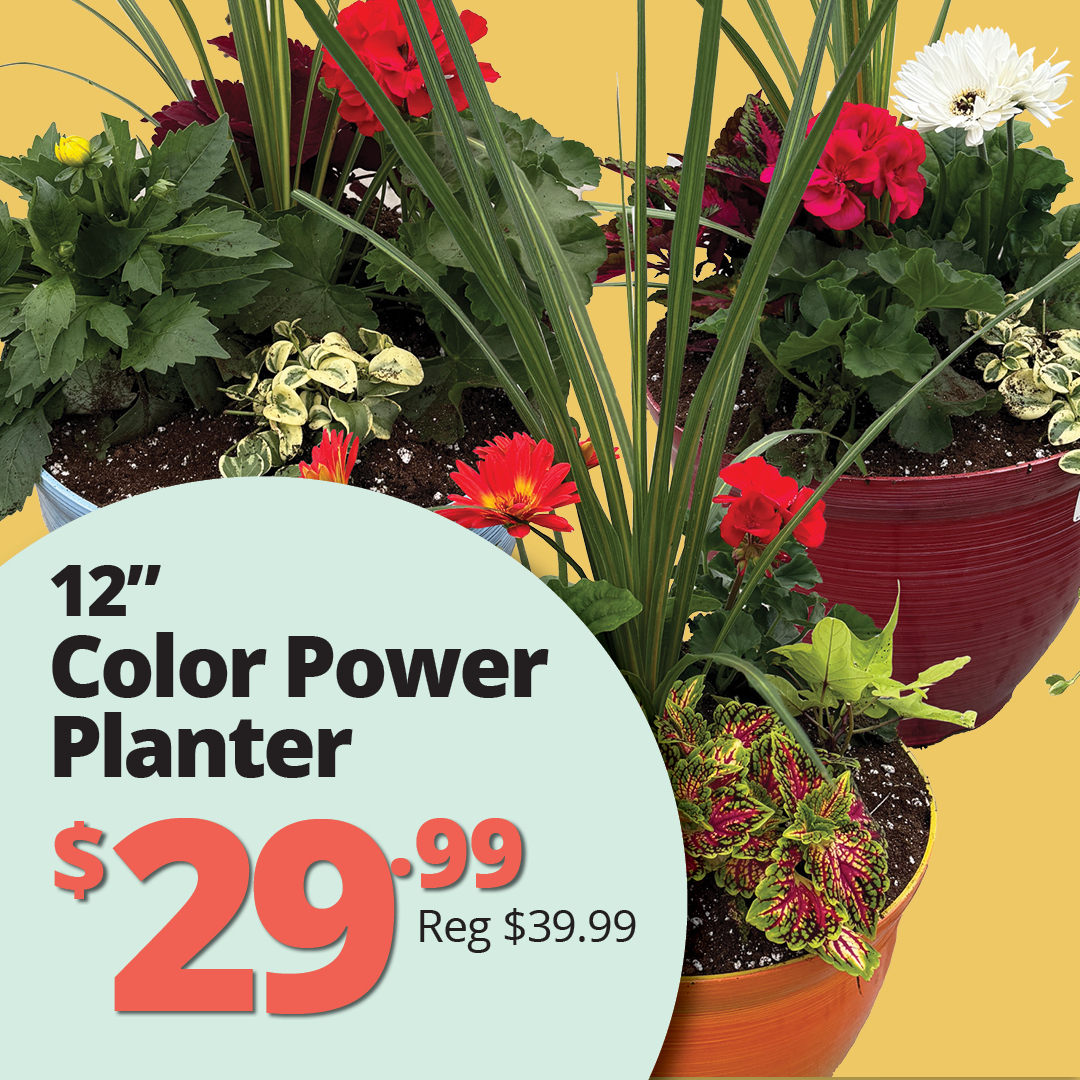 GF26_12inchColorPower