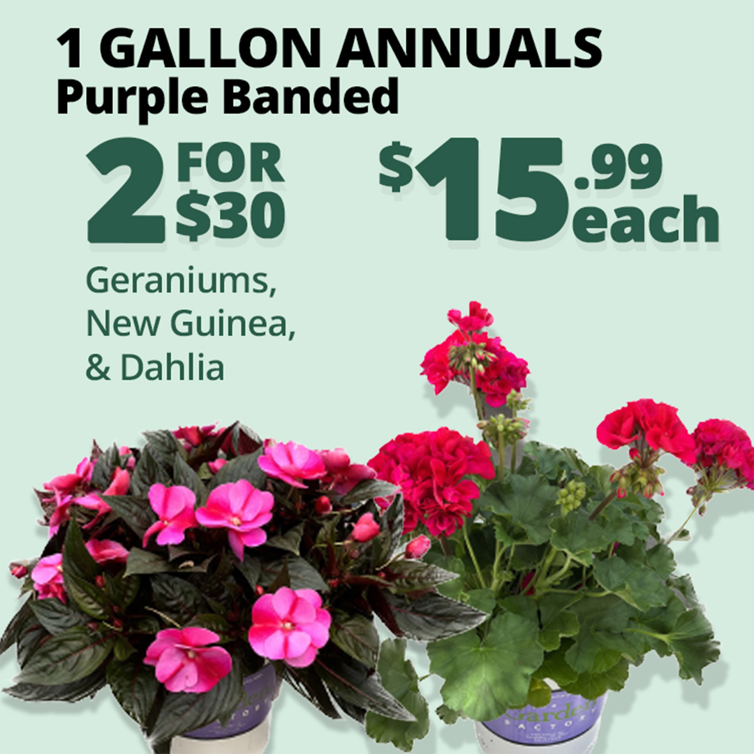 GF26_Annuals1gallon