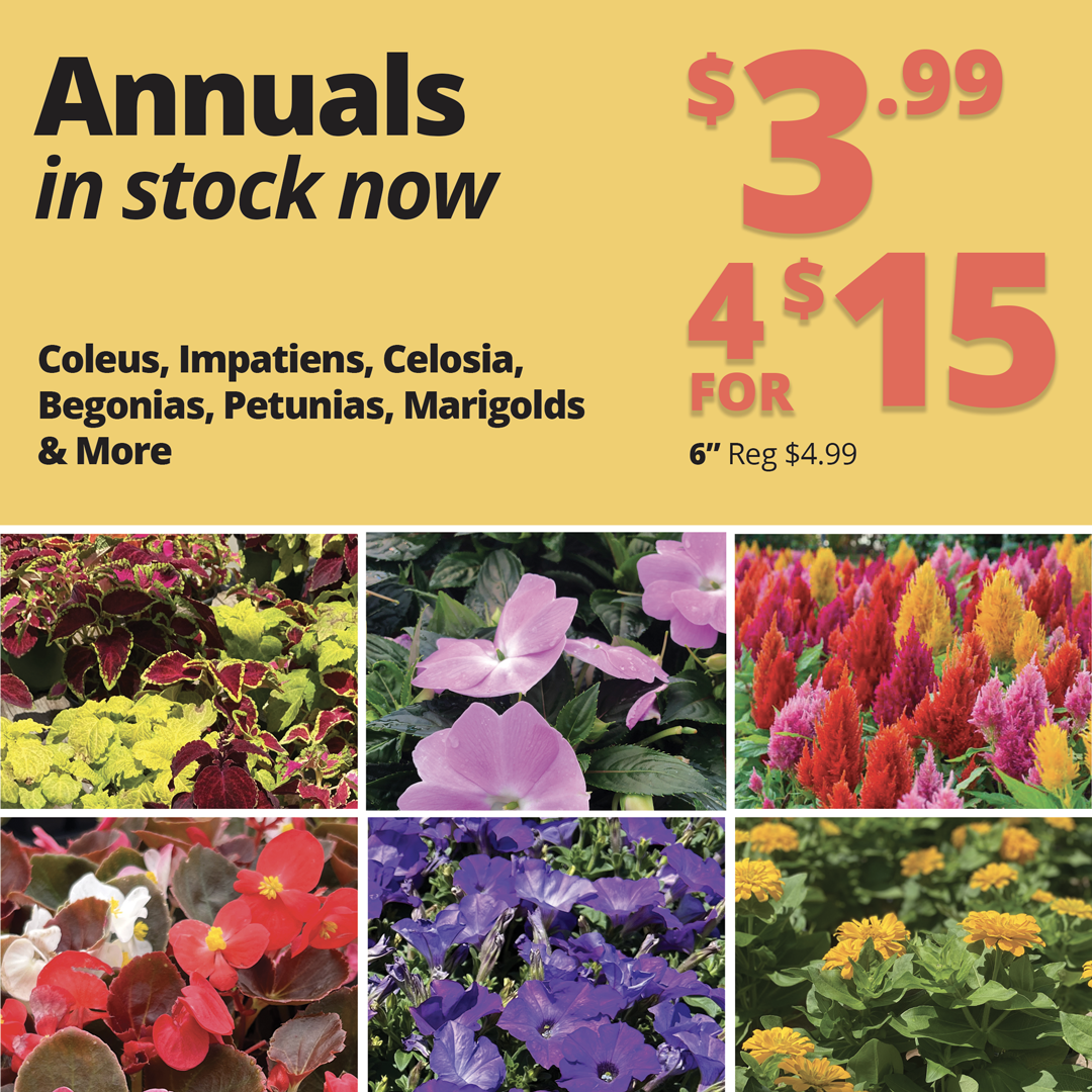 GF26_Annuals6inch