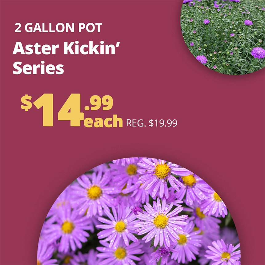 GF26_AsterKickin