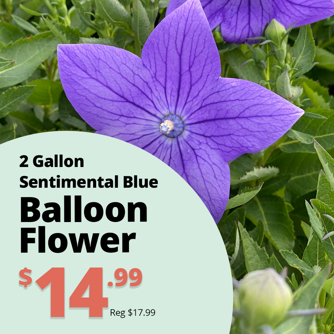 GF26_BallonFlower_SBlue