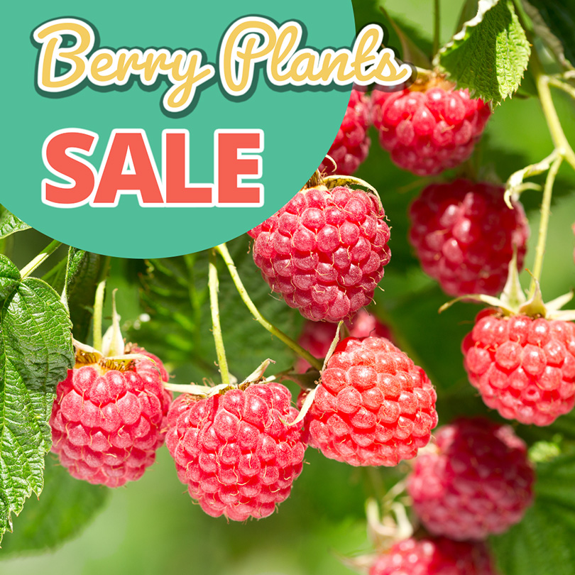 GF26_Berry
