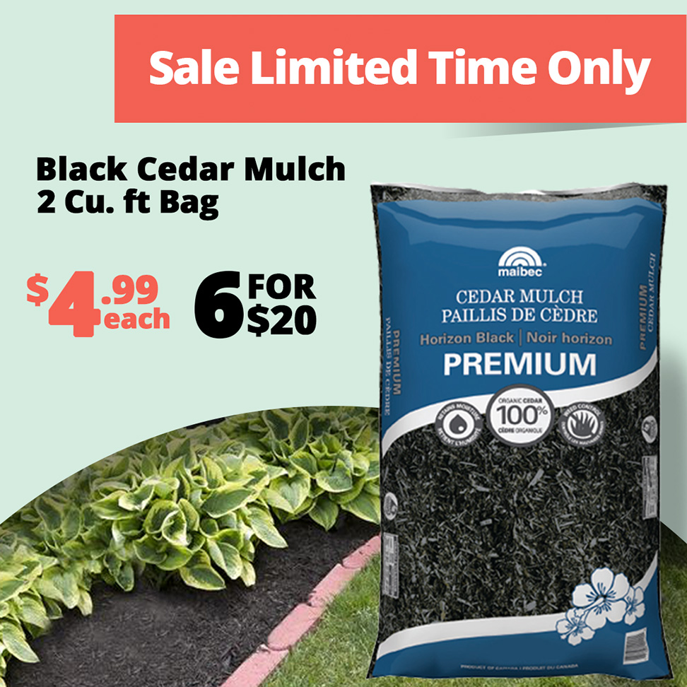 GF26_BlackCedarMulchLimited2