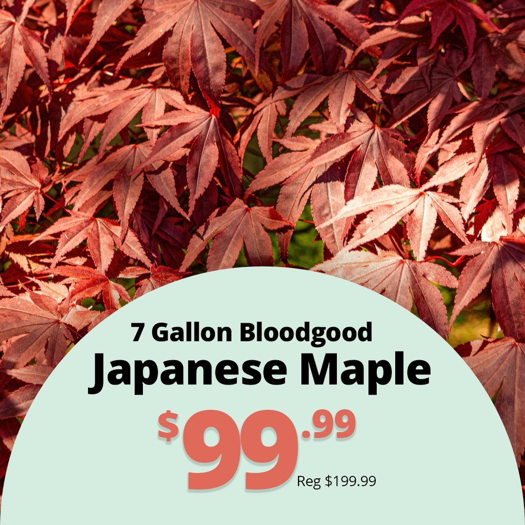 GF26_Bloodgood