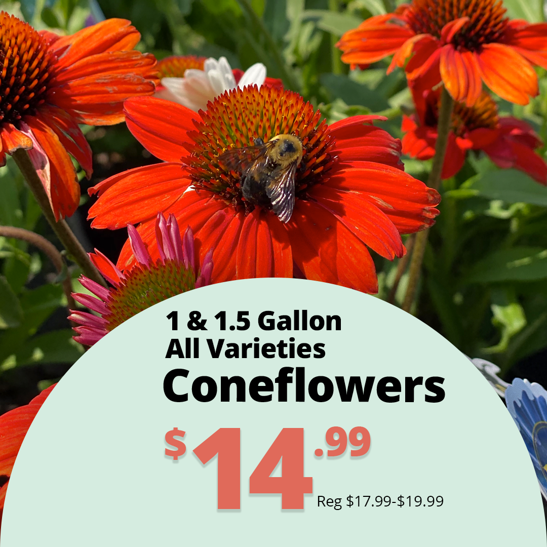 GF26_ConeflowersVarieties2