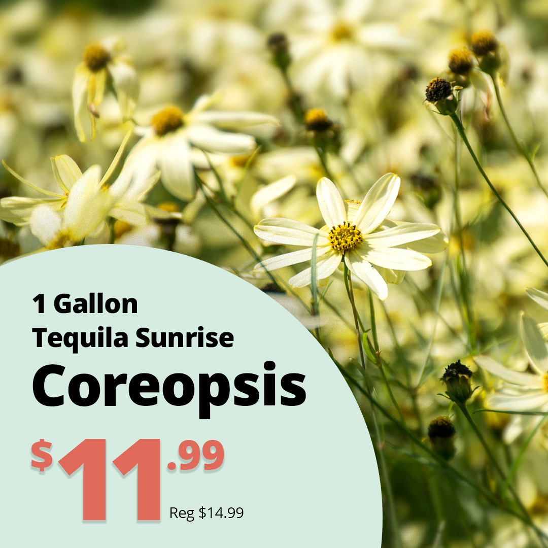 GF26_Coreopsis_Tequila_Sunrise
