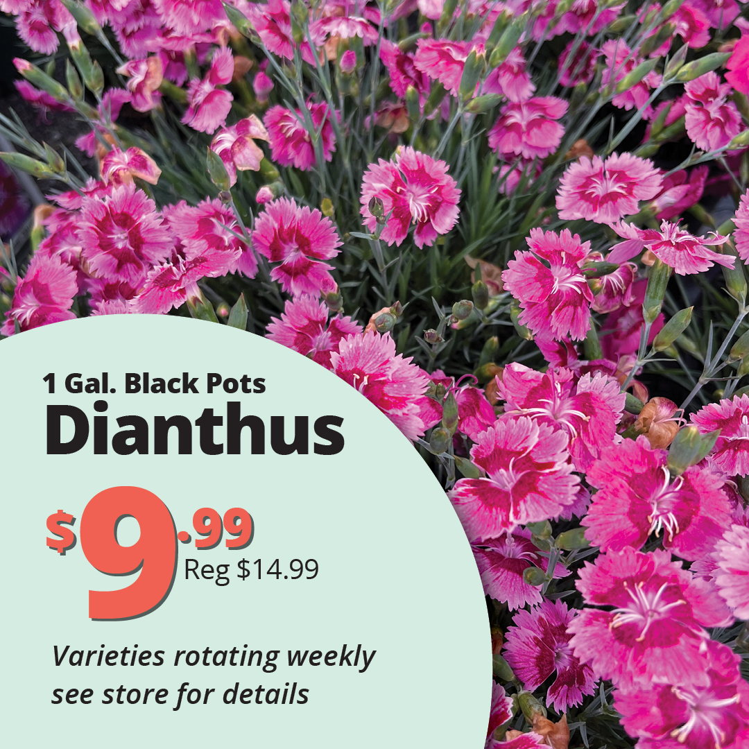 GF26_Dianthus