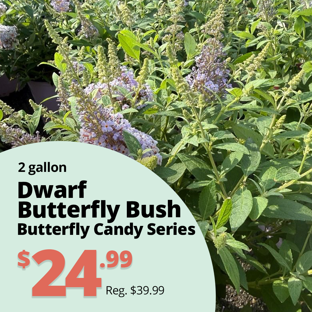 GF26_DwarfButterflyBush