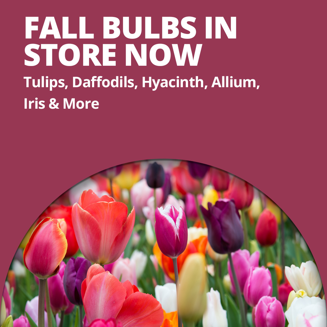 GF26_FallBulbs