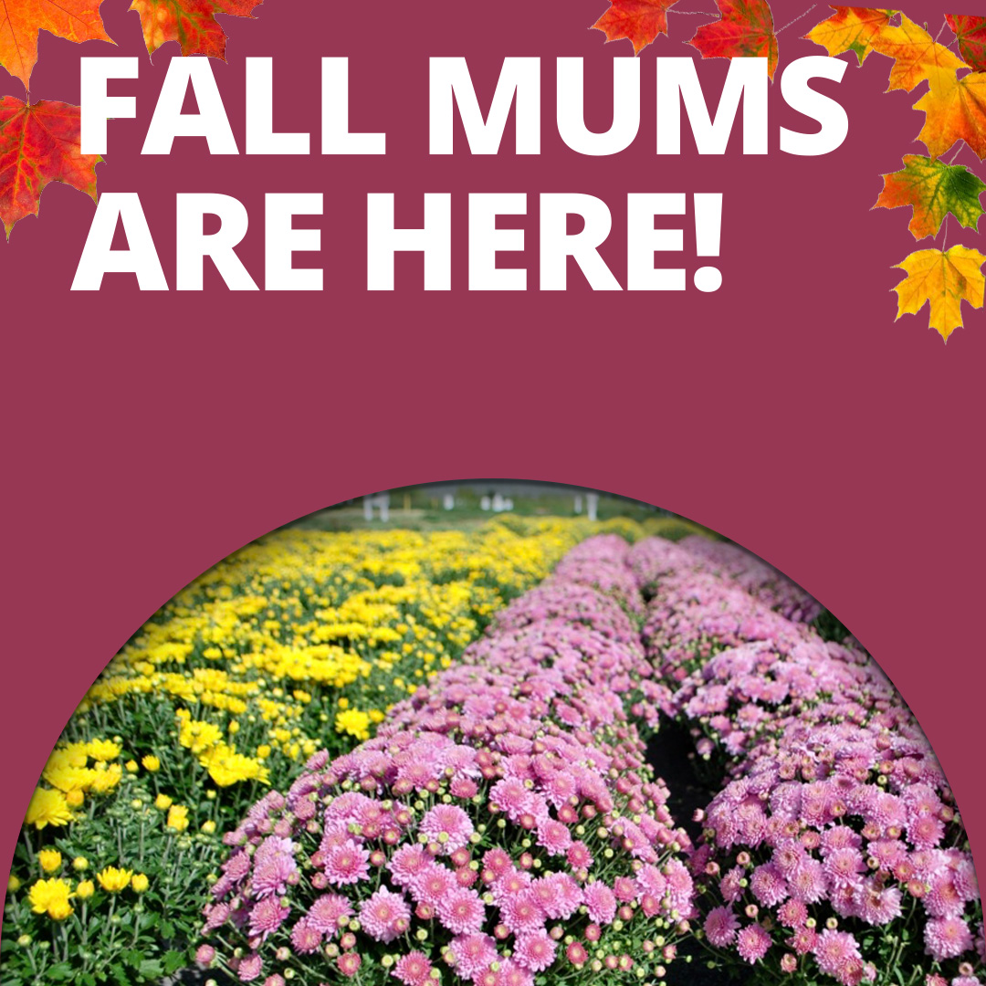 GF26_FallMums1