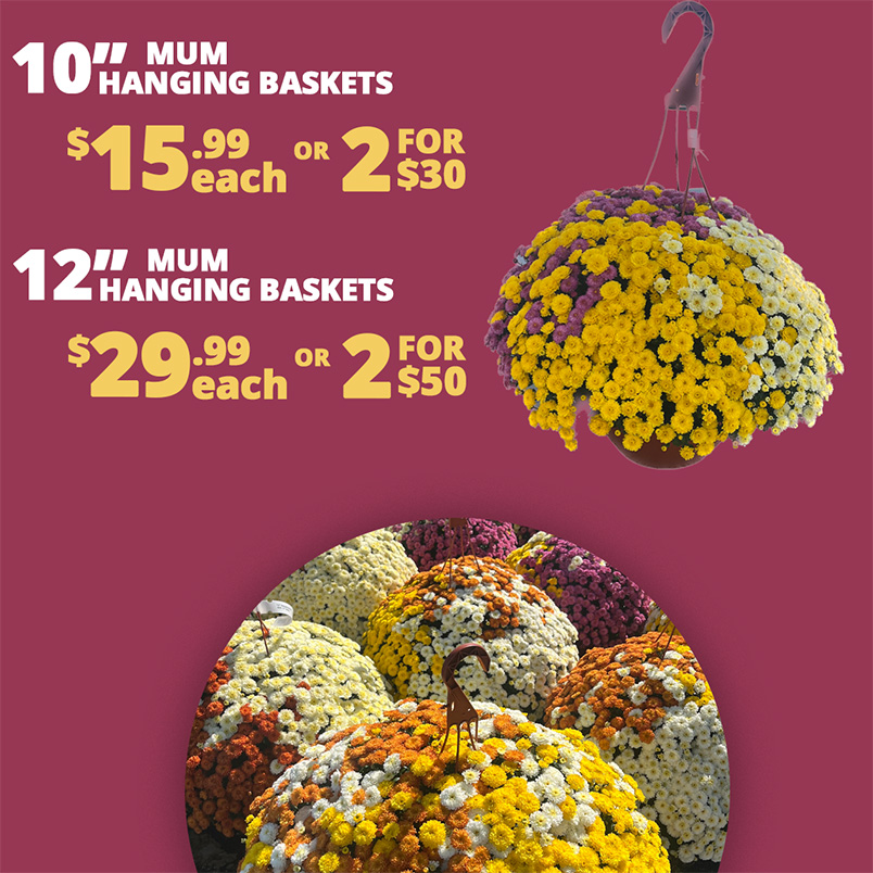 GF26_FallMumsHangingBasket