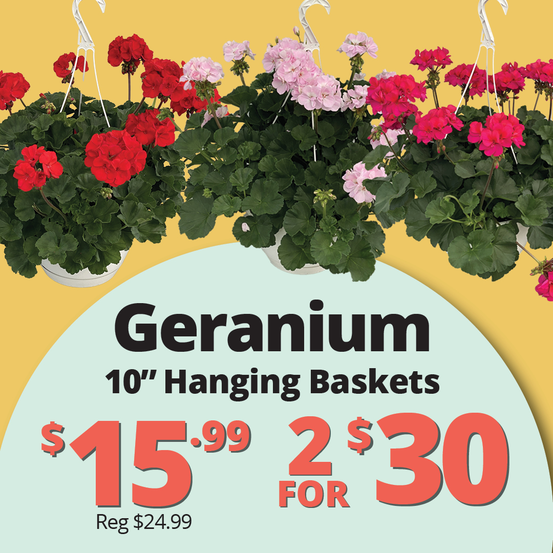 GF26_Geraniums_10inchHanging