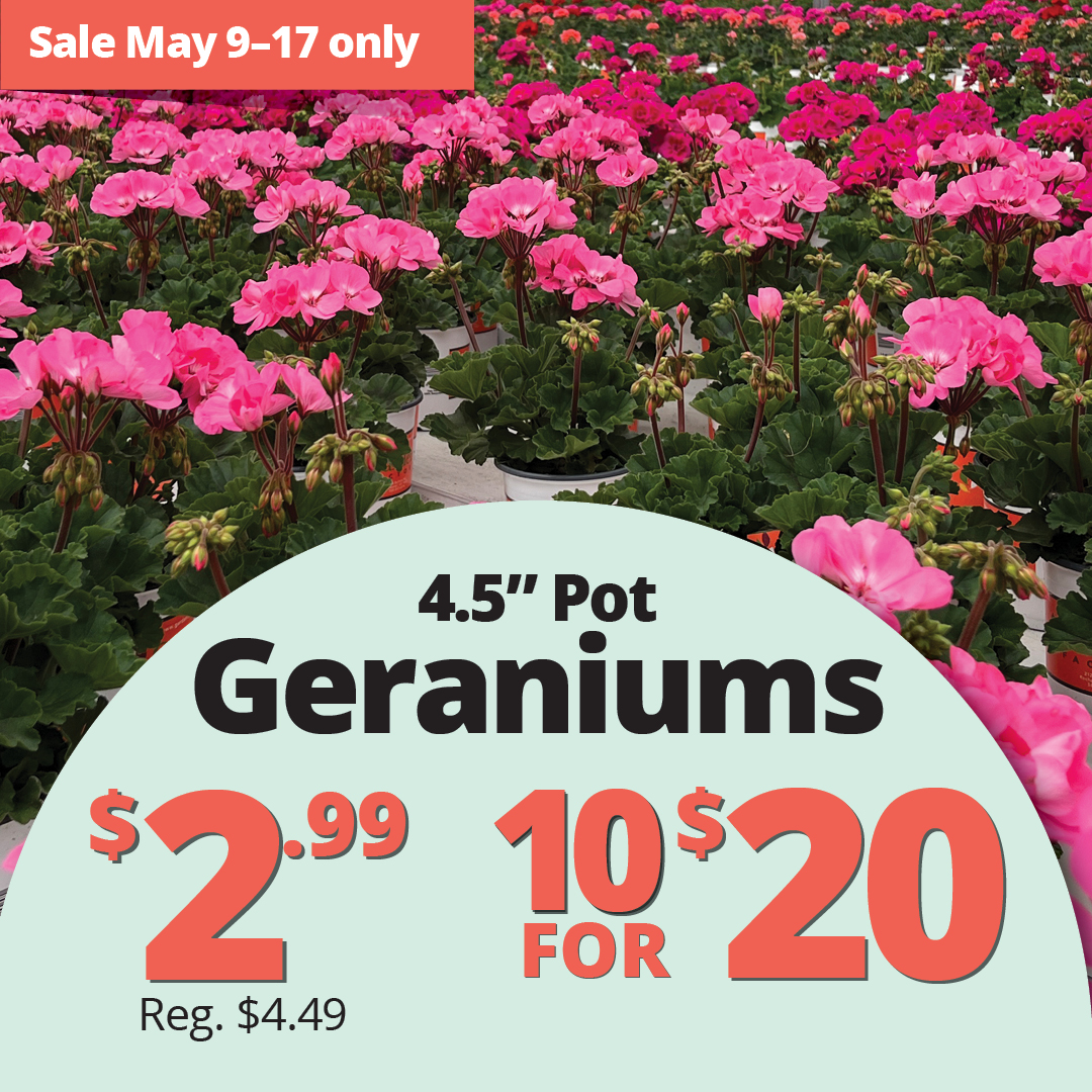 GF26_Geraniums_4.5Pot