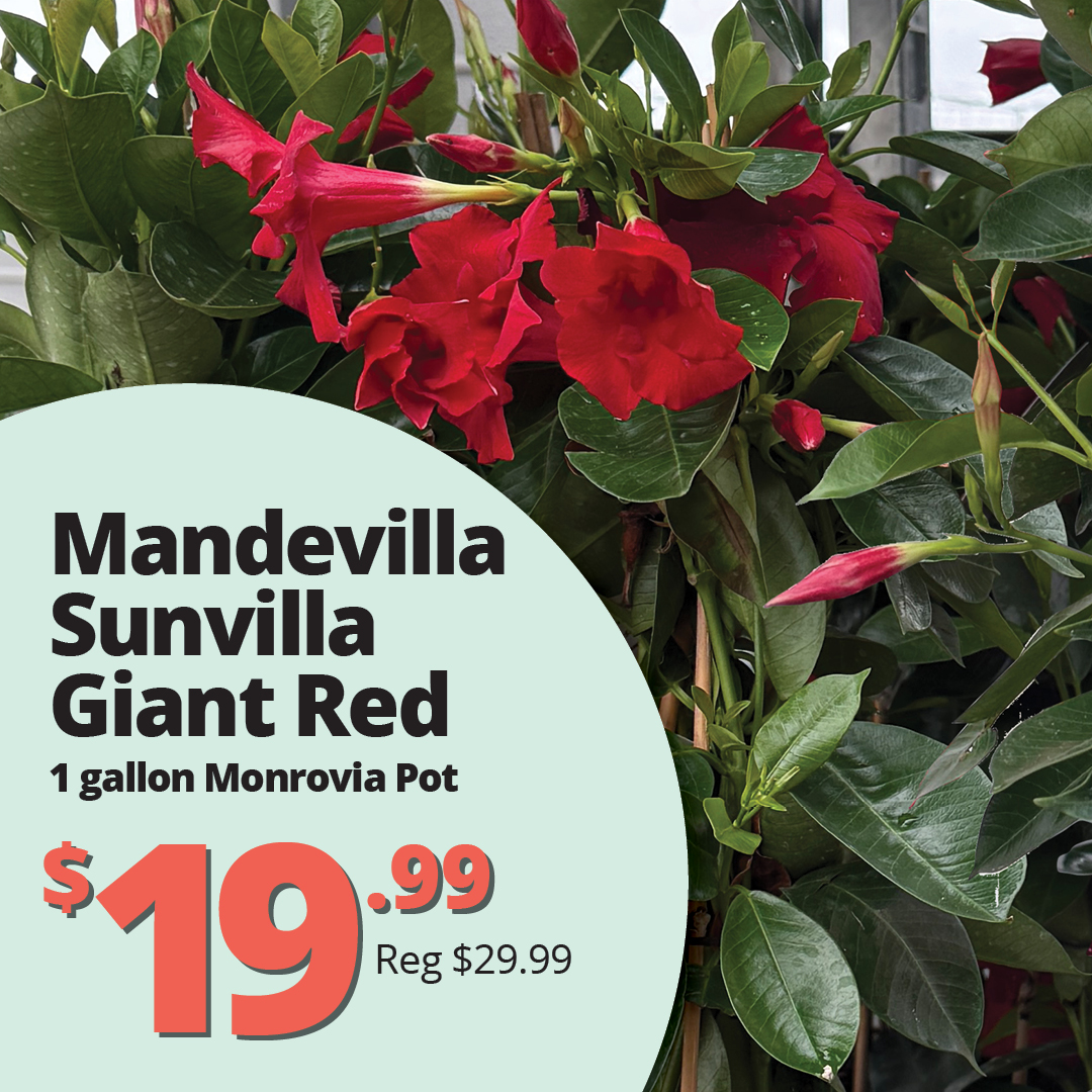 GF26_GiantRed