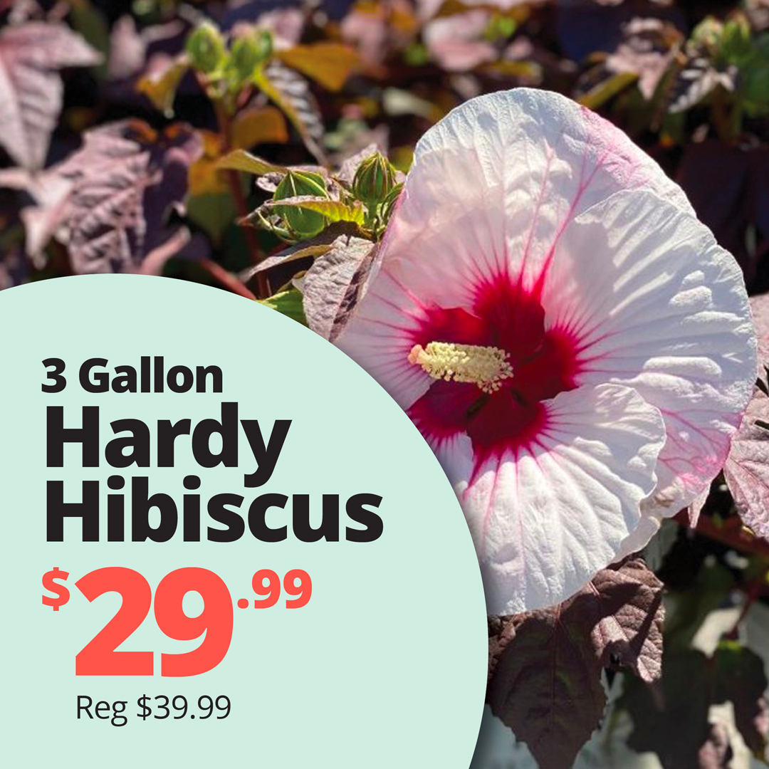 GF26_HardyHibiscus