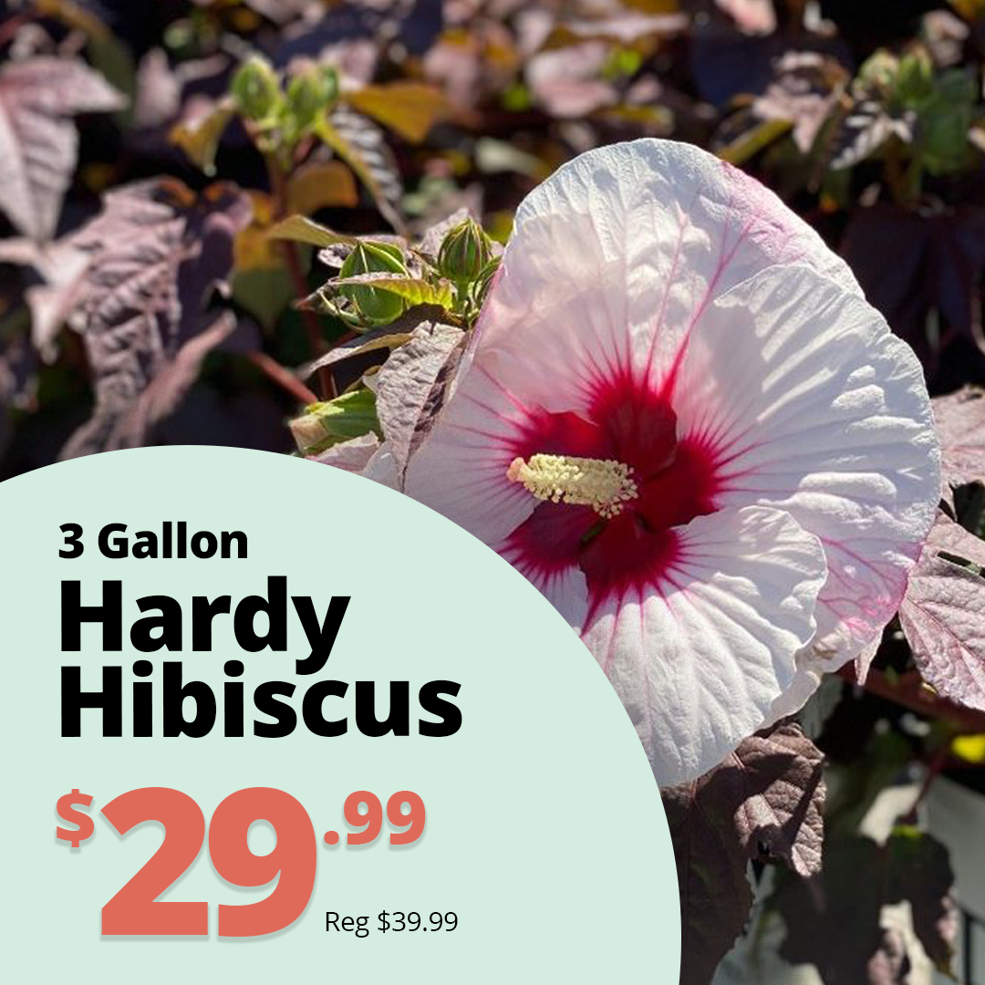 GF26_HardyHibiscus