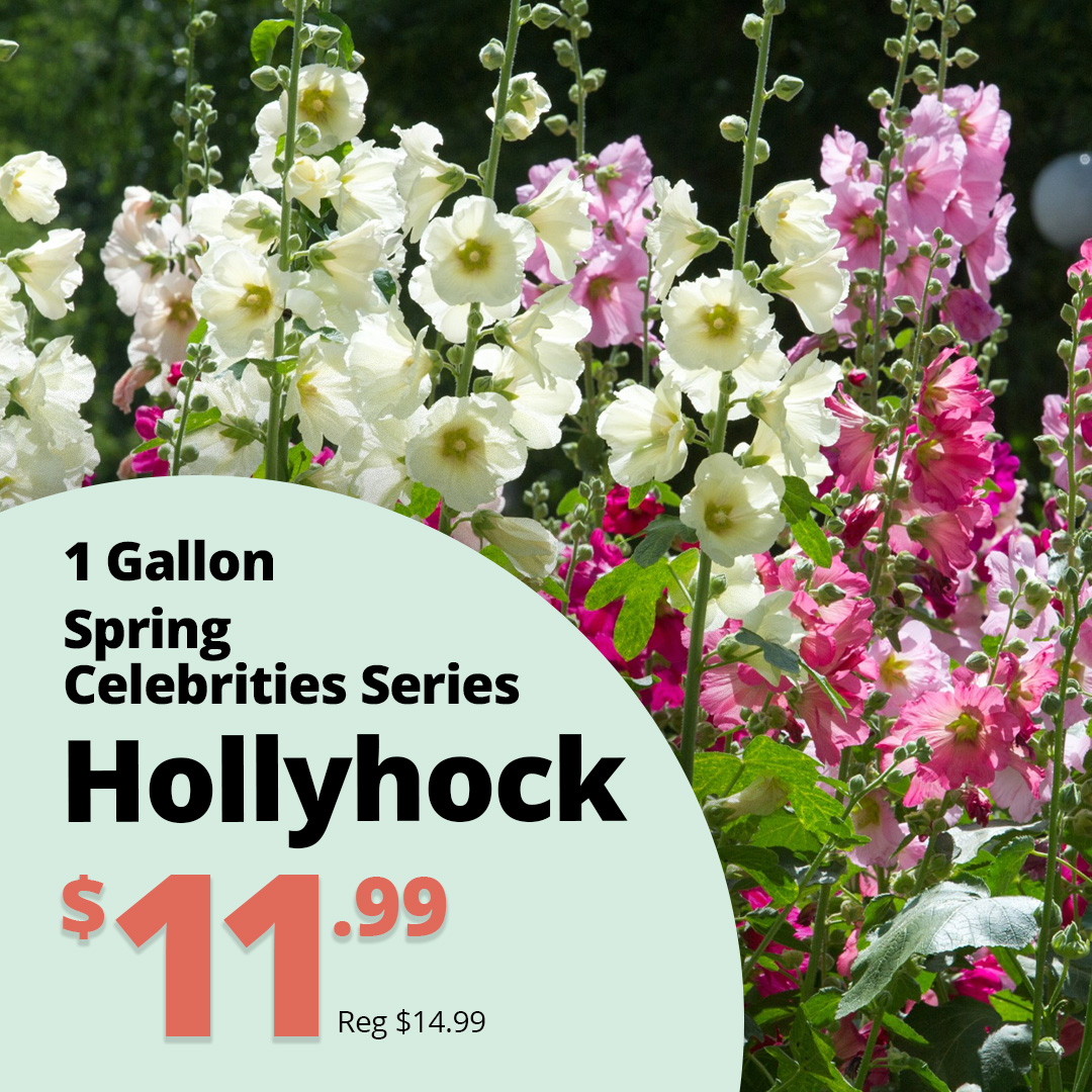 GF26_Hollyhock_SCS