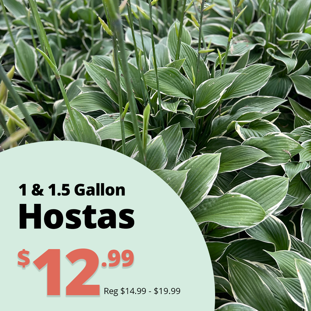 GF26_Hostas