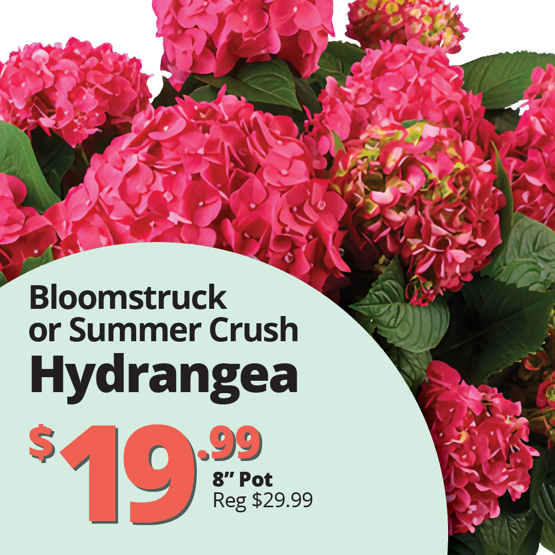 GF26_Hydrandeas_Blmstruck