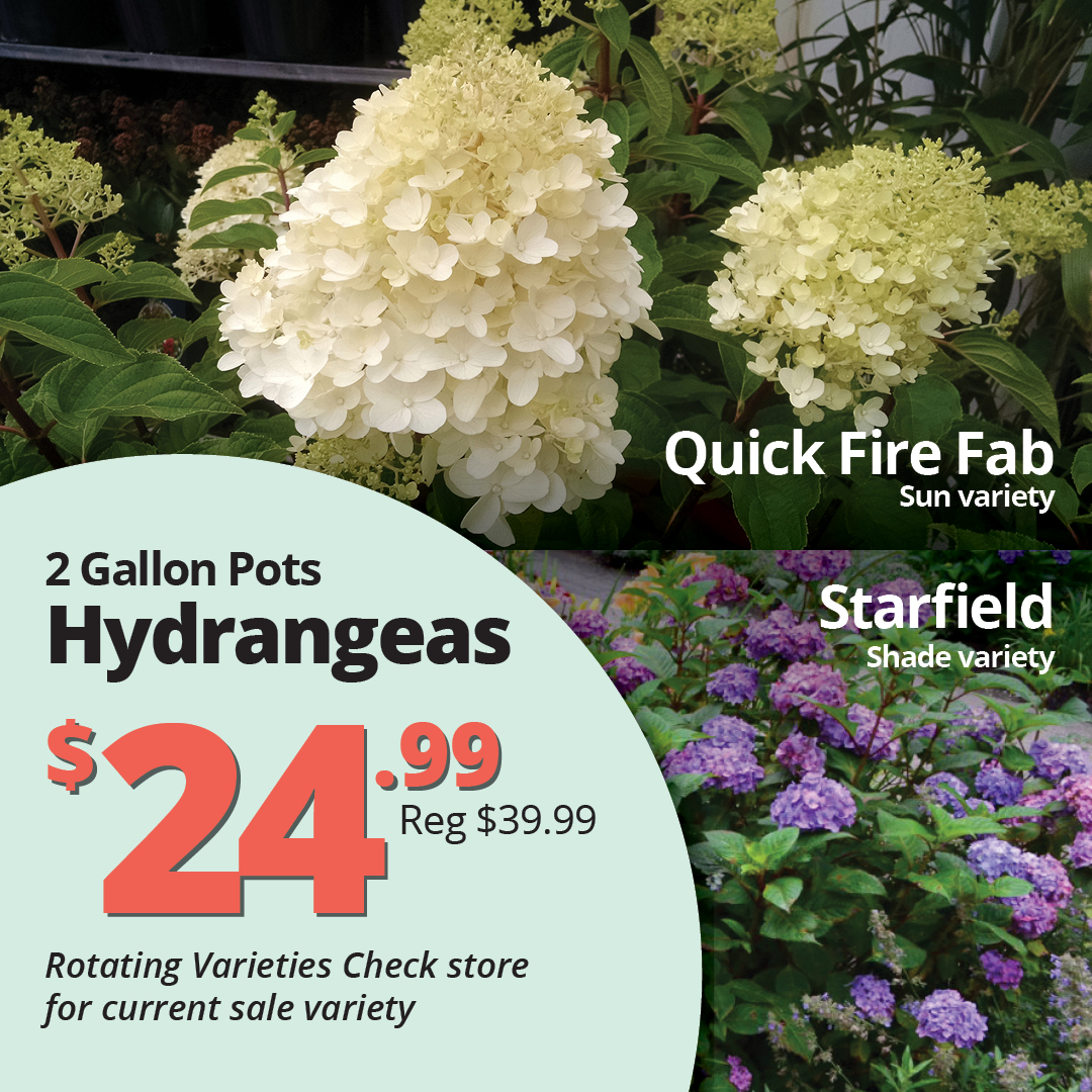 GF26_Hydrangea