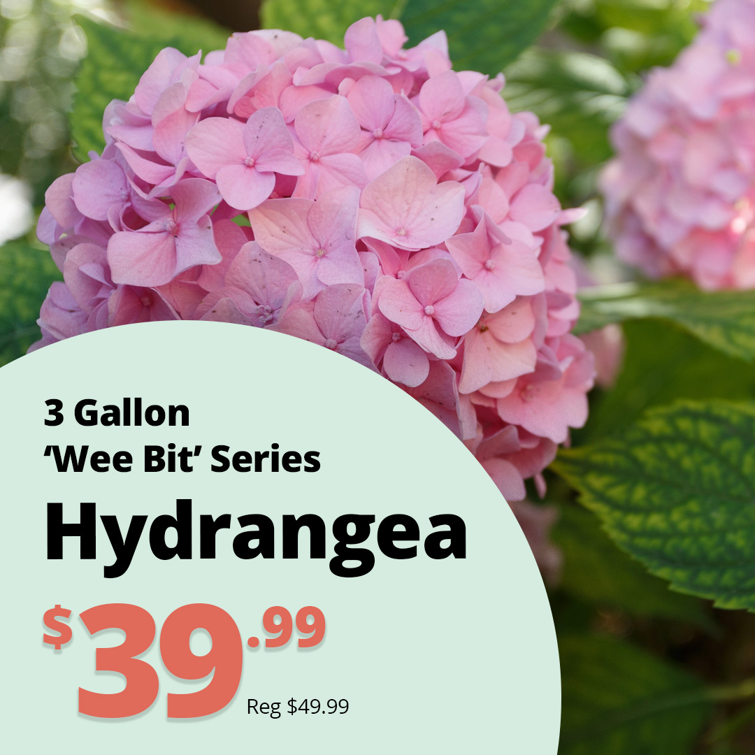 GF26_Hydrangea_WeeBit