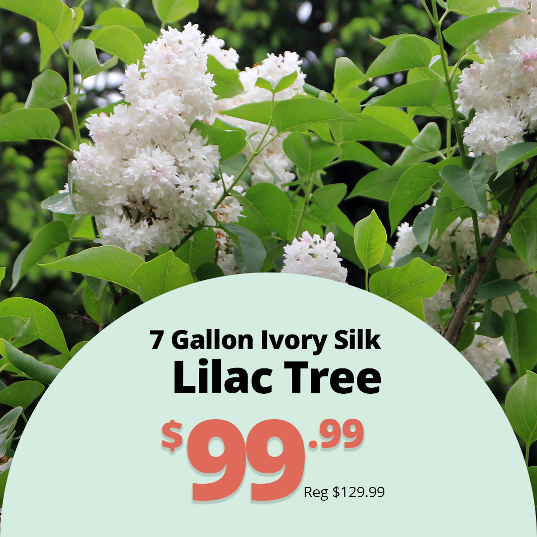 GF26_IvorySilk