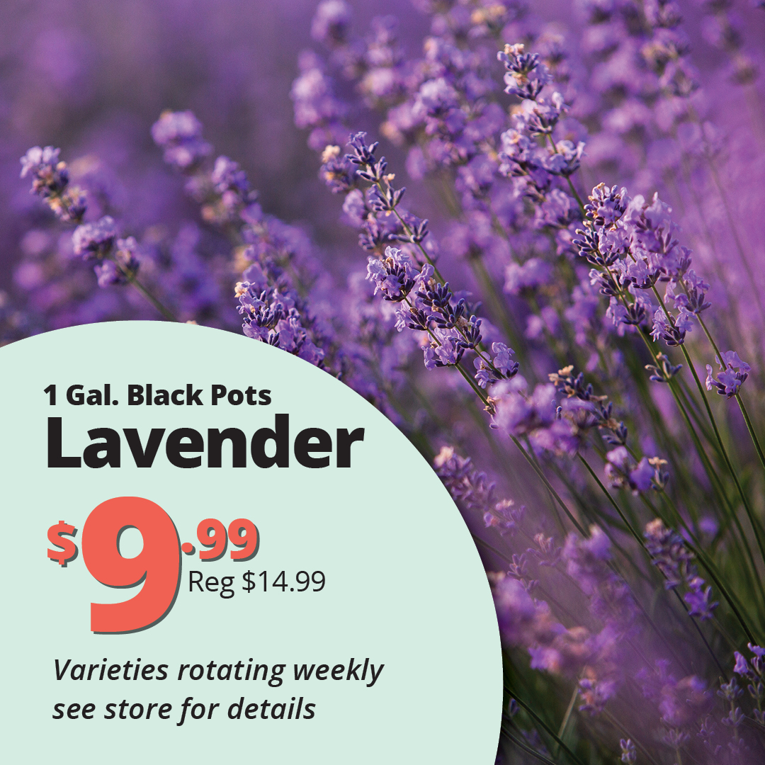 GF26_Lavender