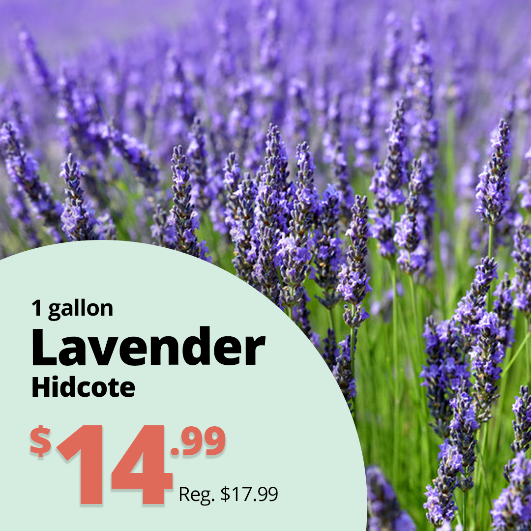 GF26_LavenderHidcote