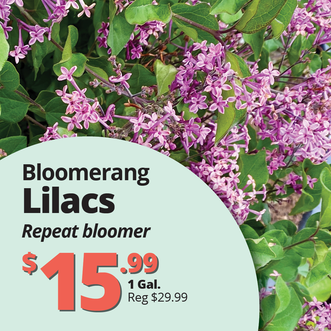GF26_Lilacs_Bloomerang