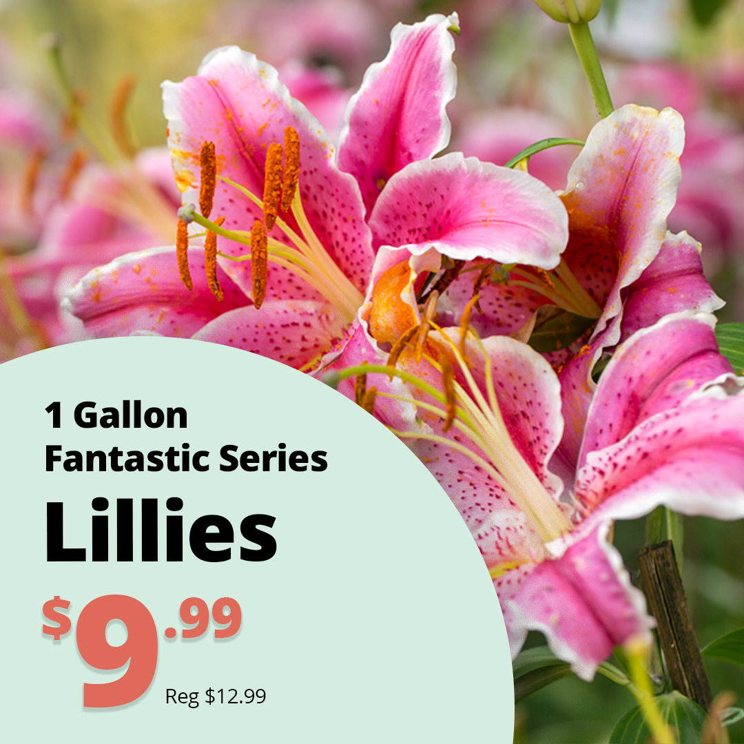 GF26_Lillies