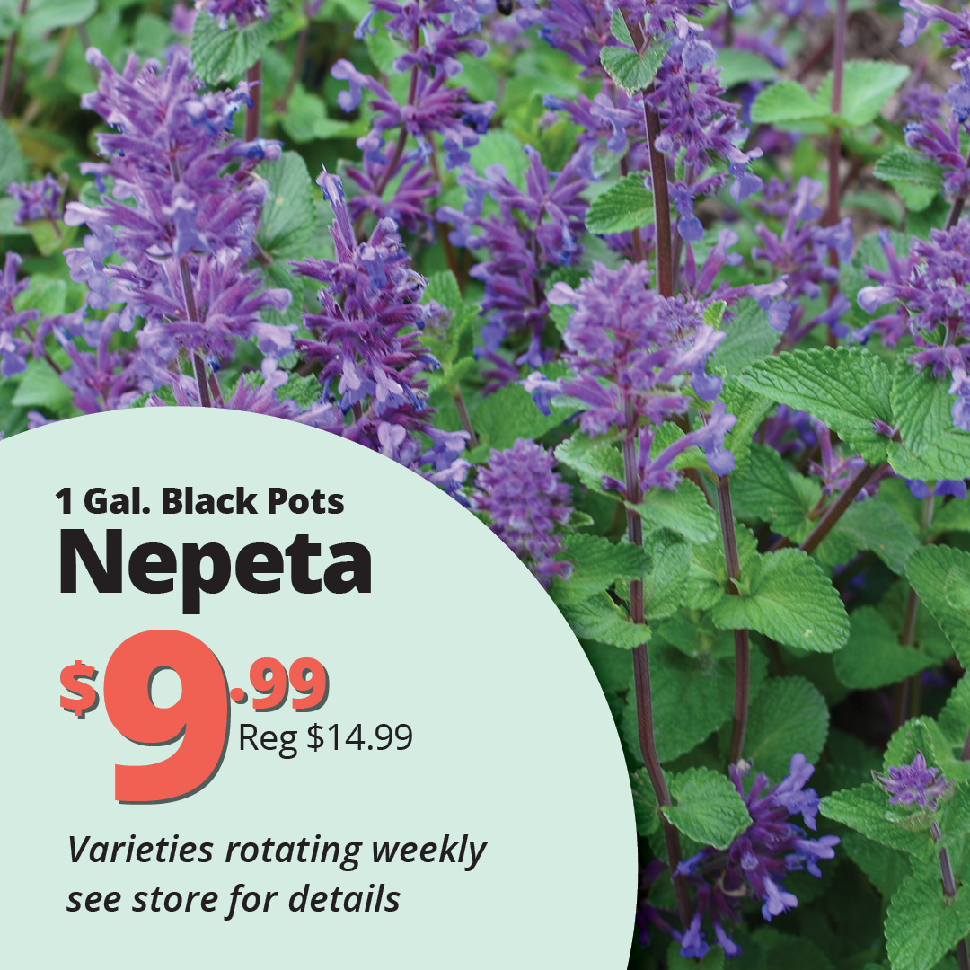GF26_Nepeta