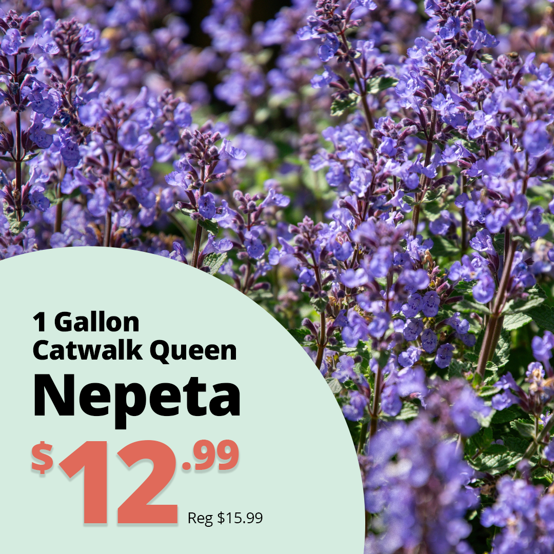 GF26_Nepeta_CatwalkQueen
