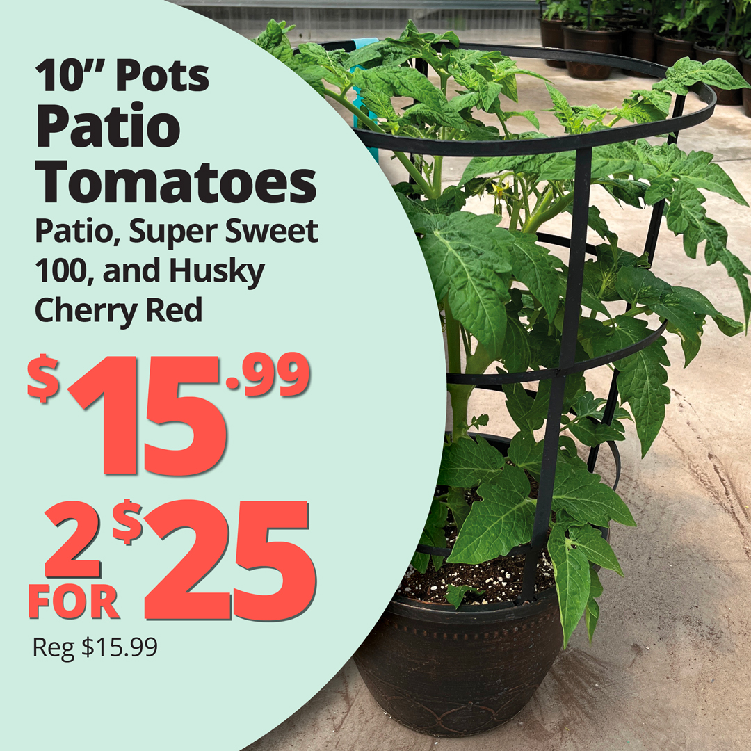 GF26_PatioTomatoes2