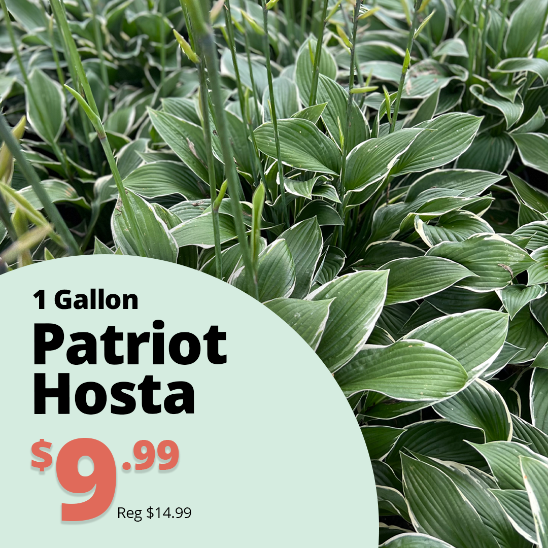 GF26_PatriotHosta