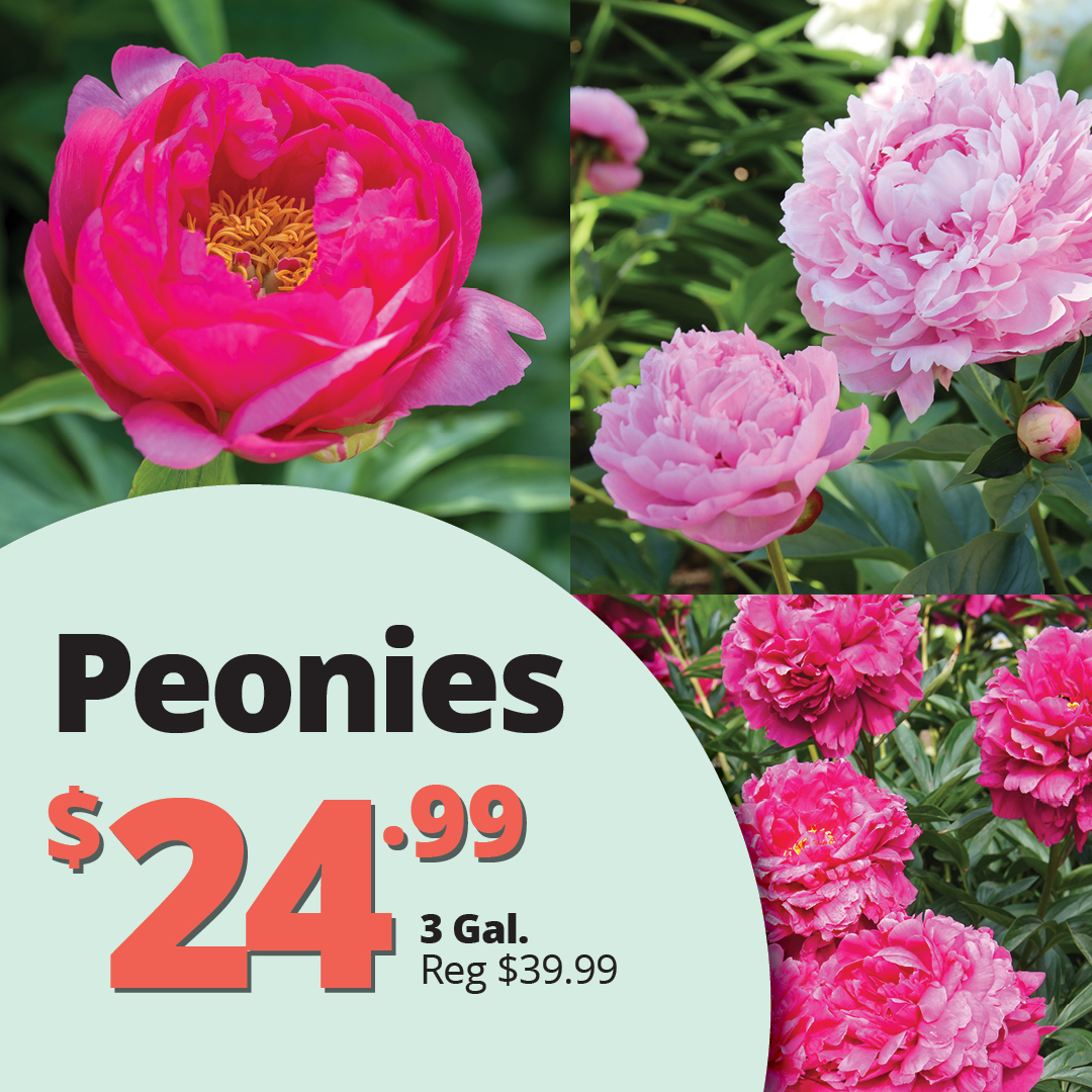 GF26_Peonies