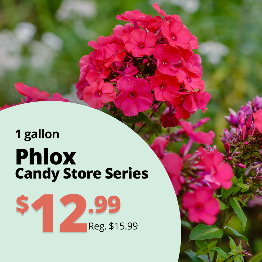 GF26_Phlox