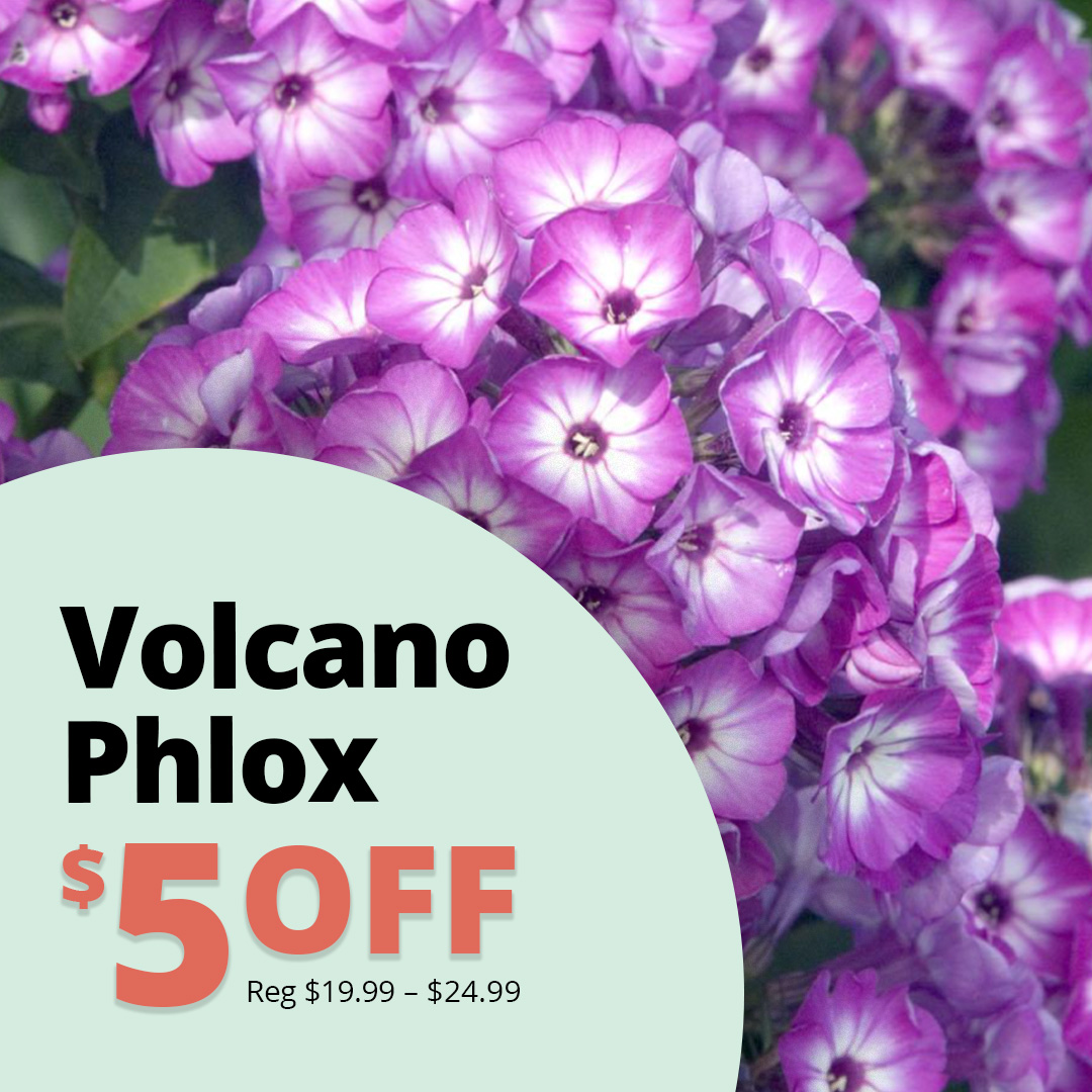 GF26_Phlox_Volcano