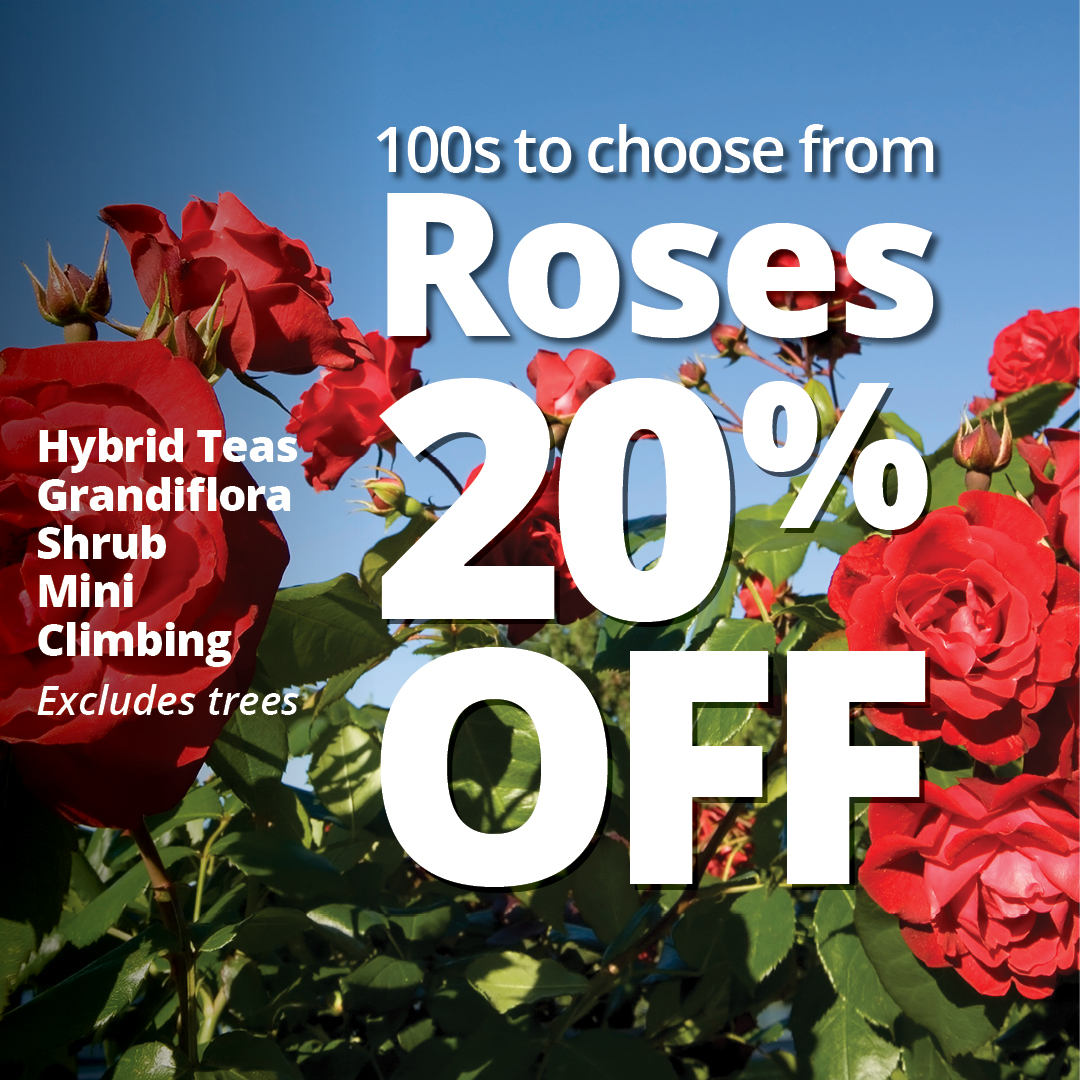 GF26_Roses_20_off