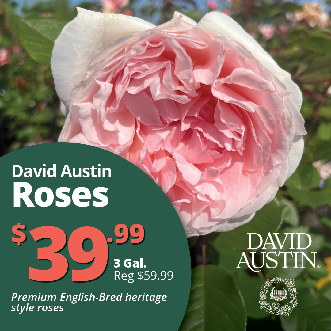 GF26_Roses_DavidAustin