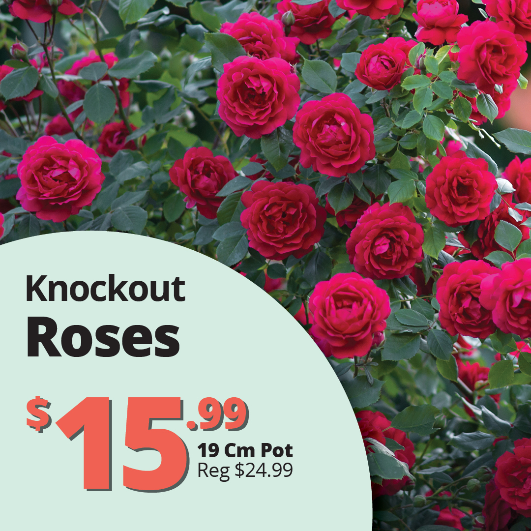 GF26_Roses_Knockout