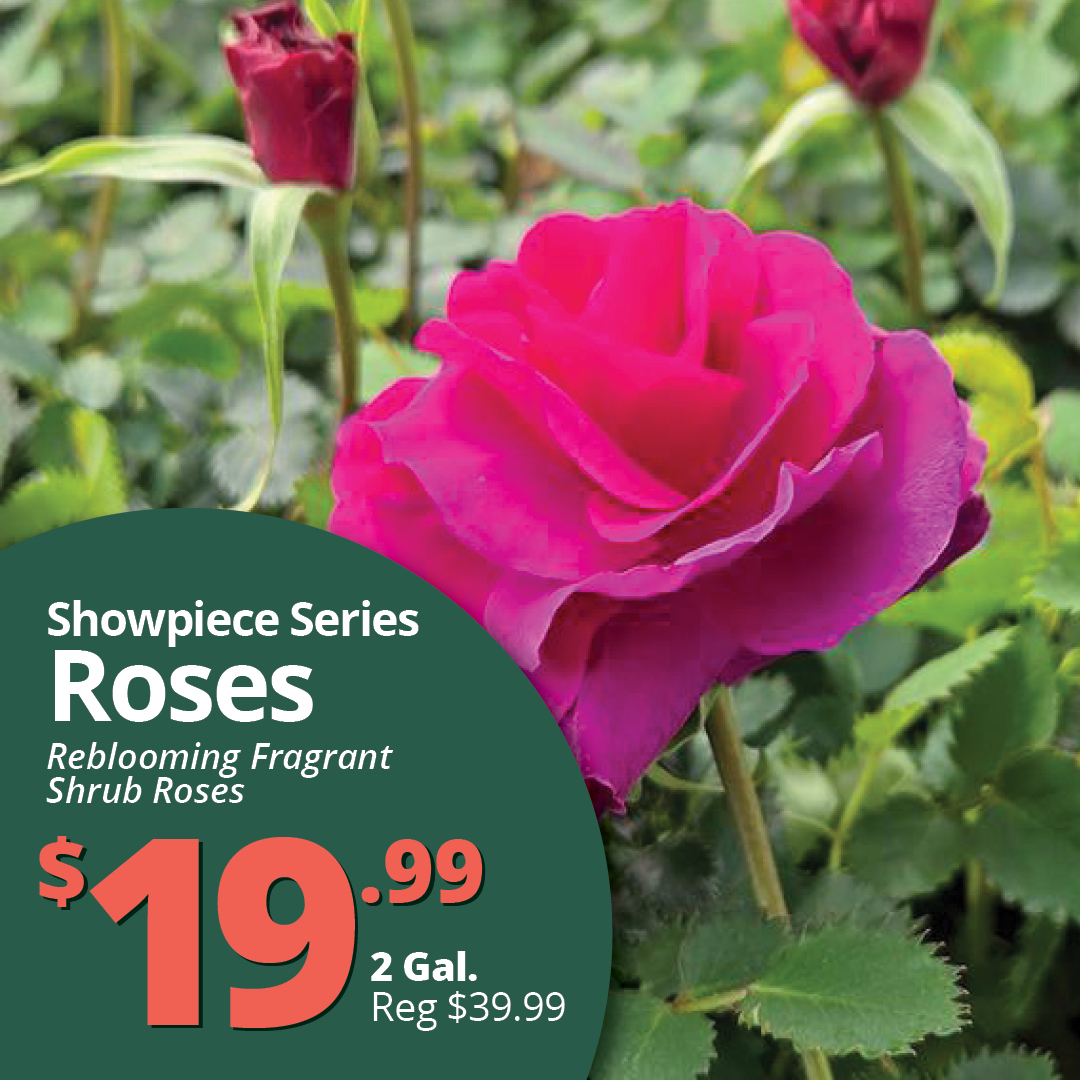 GF26_Roses_Showpiece